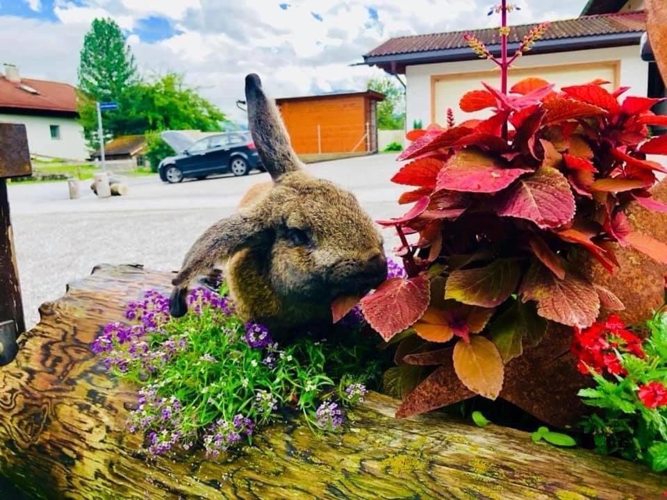 Restaurant Gaestehaus Wiesenheim أوديرنز المظهر الخارجي الصورة